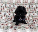 Small #1 Shih-Poo