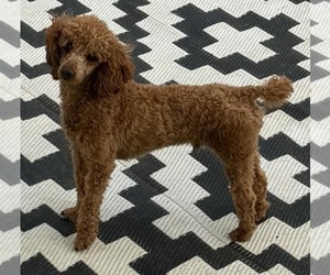 Father of the Poodle (Miniature) puppies born on 05/16/2025