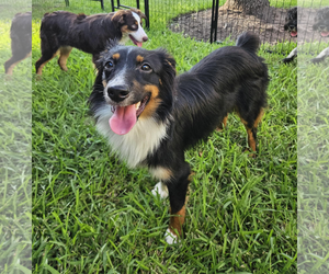 Australian Shepherd Dogs for adoption in Dumont, NJ, USA