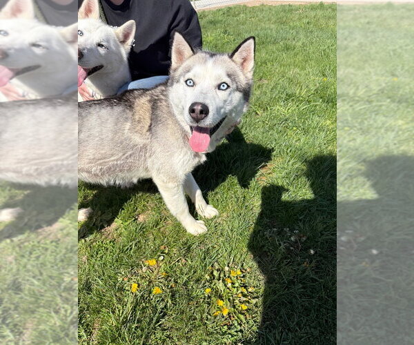 Medium Photo #3 Siberian Husky Puppy For Sale in Pierceton , IN, USA