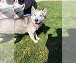 Small #2 Siberian Husky