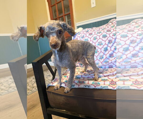 Medium Photo #4 Mutt Puppy For Sale in Pacolet, SC, USA