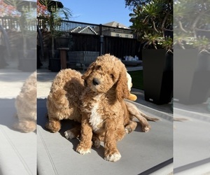 Goldendoodle Puppy for Sale in OAKLAND, California USA