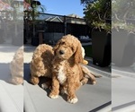 Small Goldendoodle