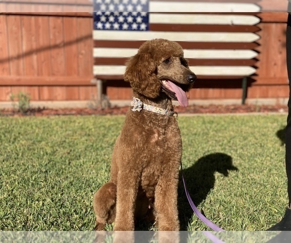 Medium Photo #1 Poodle (Standard) Puppy For Sale in ABILENE, TX, USA