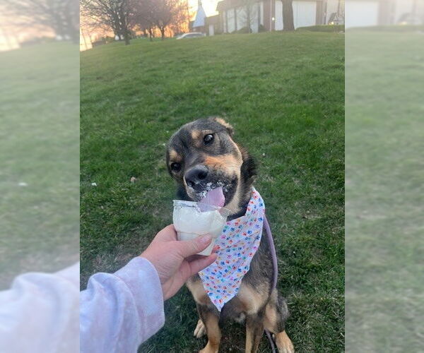 Medium Photo #13 Mutt Puppy For Sale in Rockaway, NJ, USA