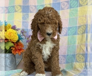 Goldendoodle Puppy for sale in LANCASTER, PA, USA