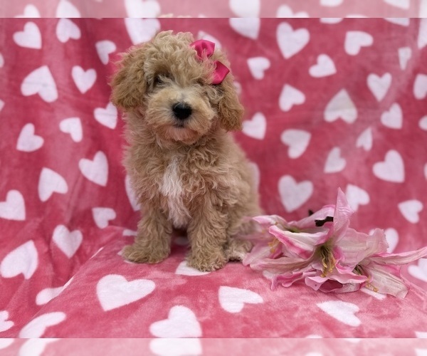 Medium Photo #3 Bichpoo Puppy For Sale in LAKELAND, FL, USA