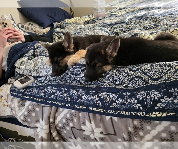 Medium Photo #1 Gerberian Shepsky Puppy For Sale in GREENSBORO, NC, USA