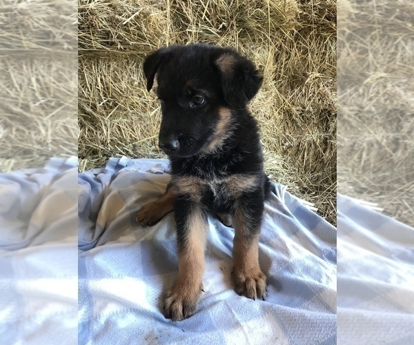Medium Photo #6 German Shepherd Dog Puppy For Sale in BOWLING GREEN, KY, USA