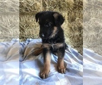 Small Photo #6 German Shepherd Dog Puppy For Sale in BOWLING GREEN, KY, USA