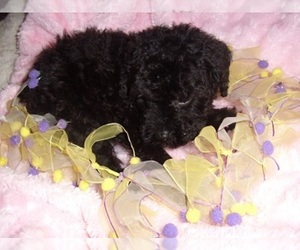 Yorkipoo Puppy for sale in MADISON, MS, USA