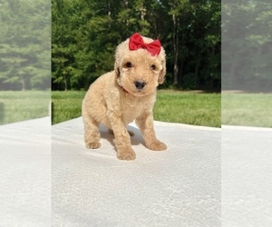 Poodle (Standard) Puppy for sale in LANCASTER, SC, USA