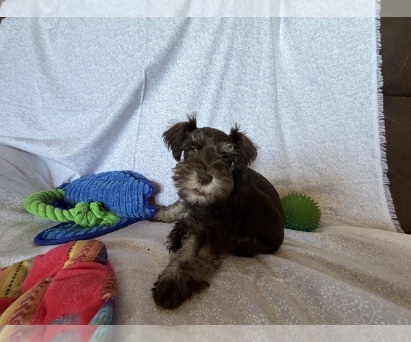 Medium Photo #6 Schnauzer (Miniature) Puppy For Sale in KNOX CITY, MO, USA
