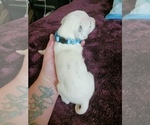 Small Photo #5 Dalmatian Puppy For Sale in ROMEOVILLE, IL, USA