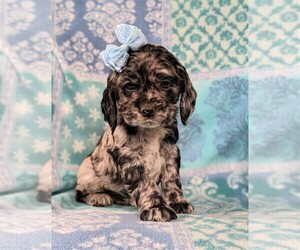 Cocker Spaniel Puppy for sale in BIRD IN HAND, PA, USA