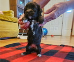 Small #2 Havanese
