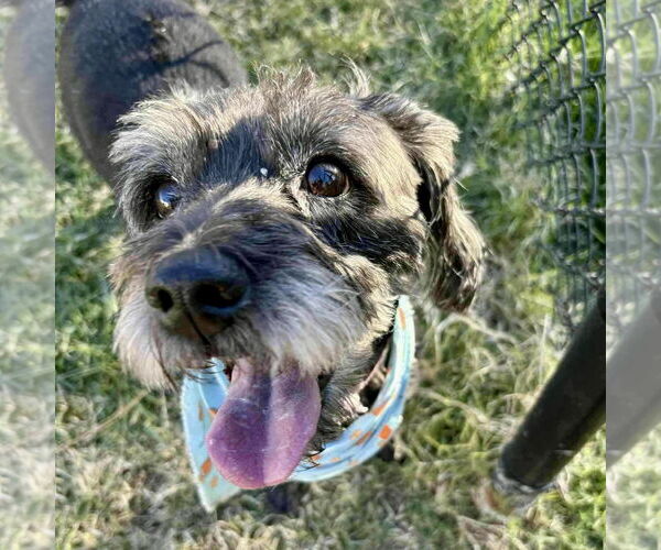 Medium Photo #2 Poodle (Standard)-Unknown Mix Puppy For Sale in Spring Lake, NC, USA