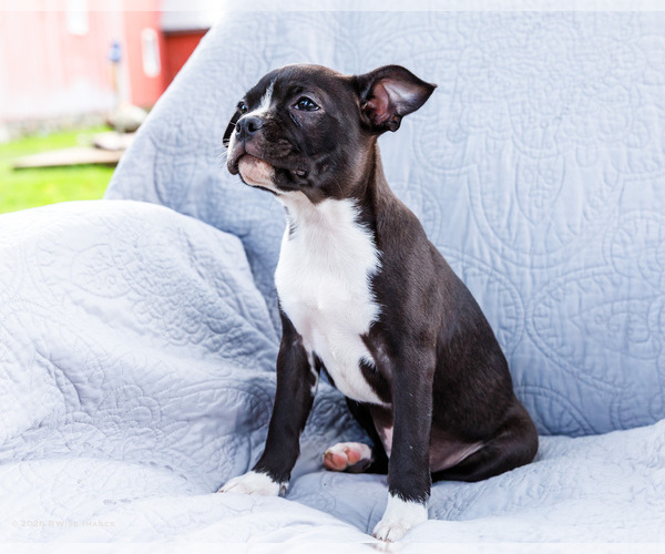 Medium Photo #6 Boston Terrier Puppy For Sale in WAKARUSA, IN, USA