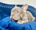 Small Photo #2 French Bulldog Puppy For Sale in NASHVILLE, TN, USA