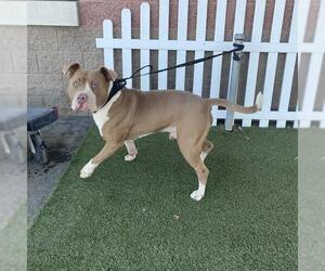 Mutt Dogs for adoption in Modesto, CA, USA