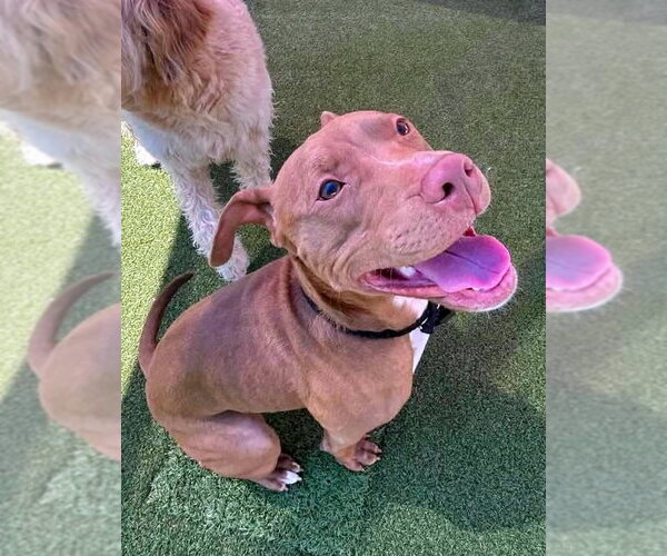 Medium Photo #4 American Pit Bull Terrier Puppy For Sale in Matawan, NJ, USA