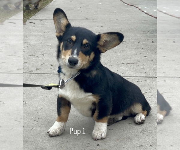 Medium Photo #1 Pembroke Welsh Corgi Puppy For Sale in OAKDALE, CA, USA