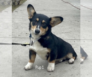 Pembroke Welsh Corgi Puppy for sale in OAKDALE, CA, USA