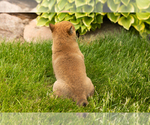 Small Photo #25 Shiba Inu Puppy For Sale in MILLERSBURG, IN, USA