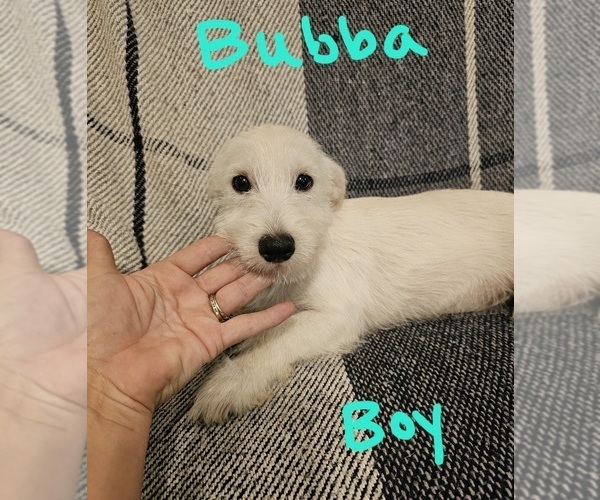 Medium Photo #2 Chizer Puppy For Sale in MONTEZUMA, GA, USA