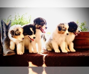 Australian Shepherd Puppy for sale in THROCKMORTON, TX, USA