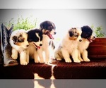 Small Australian Shepherd
