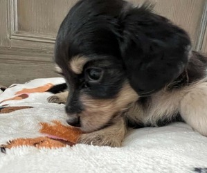 Dachshund Puppy for sale in LAFAYETTE, NJ, USA