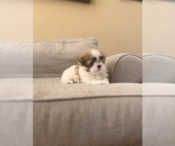 Medium Photo #1 Mal-Shi Puppy For Sale in FORT COLLINS, CO, USA