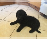 Small Photo #3 Labradoodle Puppy For Sale in CHETEK, WI, USA