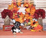 Puppy Esperanza Chihuahua