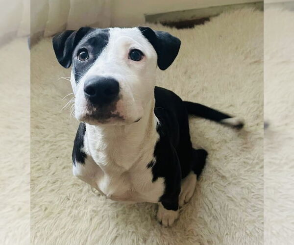 Medium Photo #6 American Pit Bull Terrier-Unknown Mix Puppy For Sale in Germantown, OH, USA