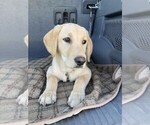 Small #2 Labrador Retriever