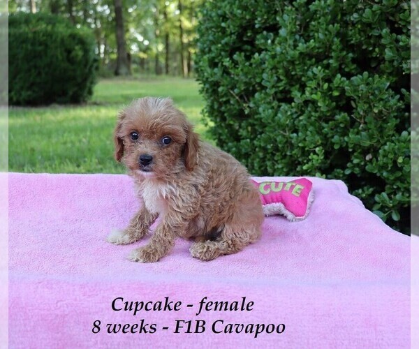 Medium Photo #2 Cavapoo Puppy For Sale in CLARKRANGE, TN, USA