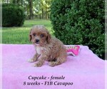 Small Photo #2 Cavapoo Puppy For Sale in CLARKRANGE, TN, USA