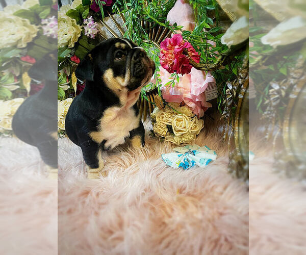 Medium Photo #5 Bulldog Puppy For Sale in CALDWELL, TX, USA