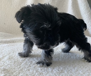 Schnauzer (Miniature) Puppy for sale in EDMOND, OK, USA