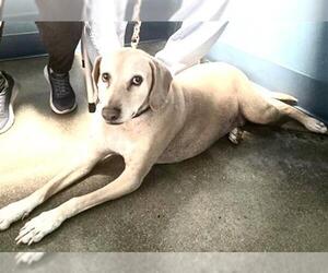 Blue Lacy Dogs for adoption in Houston, TX, USA