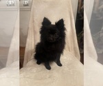 Small Photo #4 Pomeranian Puppy For Sale in KENT, WA, USA
