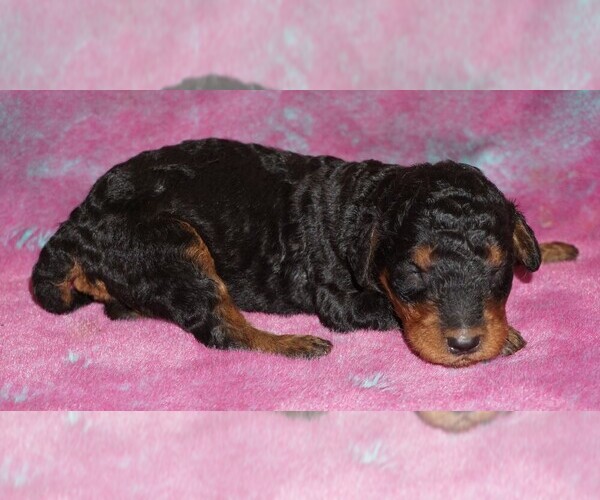 Medium Photo #1 Labradoodle Puppy For Sale in LA HABRA, CA, USA