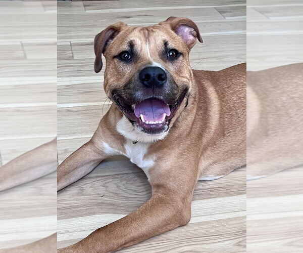 Medium Photo #38 American Staffordshire Terrier-Labrador Retriever Mix Puppy For Sale in Brewster, NY, USA