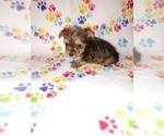 Small #5 Yorkshire Terrier