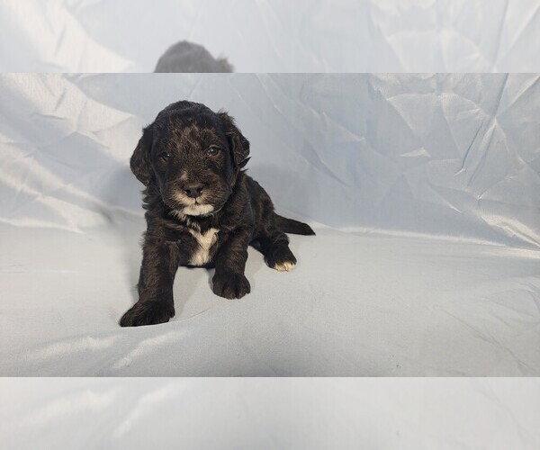 Medium Photo #4 Bernedoodle (Miniature) Puppy For Sale in PEYTON, CO, USA