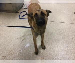 German Shepherd Dog Dogs for adoption in Riverside, CA, USA