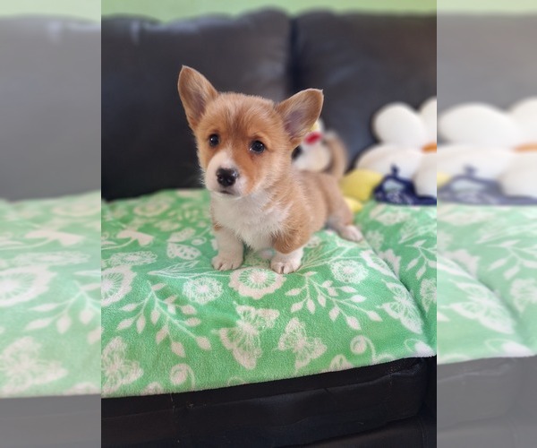 Medium Photo #18 Pembroke Welsh Corgi Puppy For Sale in ARROYO GRANDE, CA, USA